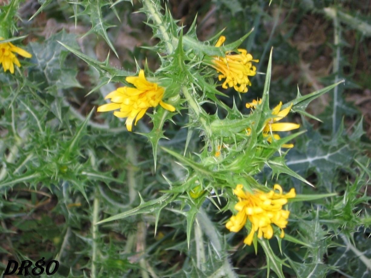 Scolymus hispanicus